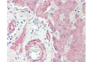 Anti-CP / Ceruloplasmin antibody IHC staining of human liver. (Ceruloplasmin antibody  (HRP))