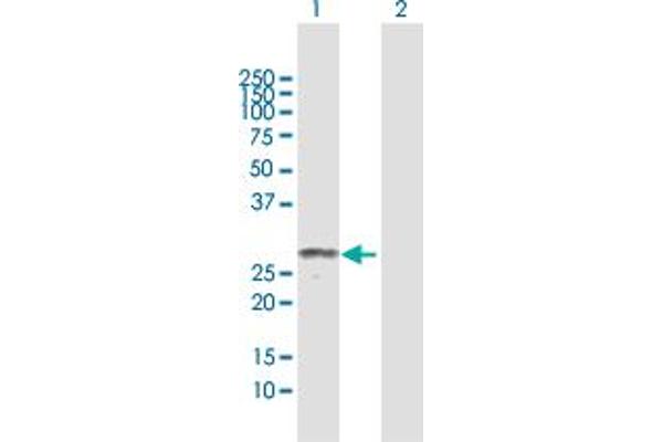 MPZL2 antibody  (AA 1-215)