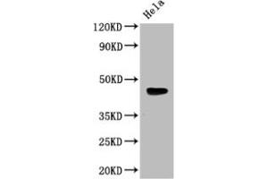 Western Blot Positive WB detected in: Mouse heart tissue All lanes: WNT5A antibody at 3 μg/mL Secondary Goat polyclonal to rabbit IgG at 1/50000 dilution Predicted band size: 43, 41 kDa Observed band size: 43 kDa (WNT5A antibody  (AA 62-380))