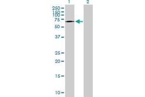 Western Blot analysis of TAF1B expression in transfected 293T cell line by TAF1B MaxPab polyclonal antibody. (TAF1B antibody  (AA 1-588))