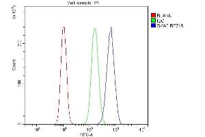 anti-Spindle and Kinetochore-Associated Protein 2 (FAM33A) (N-Term) antibody