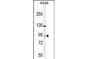TAG Antibody (Center) 10962c western blot analysis in A549 cell line lysates (35 μg/lane). (TAGAP antibody  (AA 103-129))