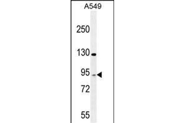 TAGAP 抗体  (AA 103-129)