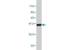 Western Blot detection against Immunogen (39.
