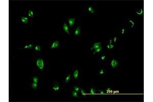 Immunofluorescence of purified MaxPab antibody to GOLGA1 on HeLa cell.