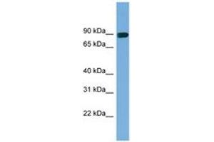 Image no. 1 for anti-Actin Filament Associated Protein 1 (AFAP1) (AA 301-350) antibody (ABIN6744207) (AFAP antibody  (AA 301-350))