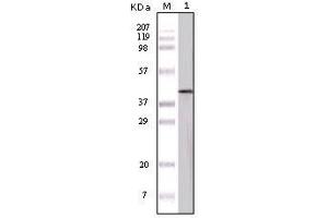 Image no. 1 for anti-Ovalbumin (OVA) antibody (ABIN1496264)