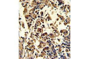 Immunohistochemistry (IHC) image for anti-Superoxide Dismutase 3, Extracellular (SOD3) antibody (ABIN3002849) (SOD3 antibody)