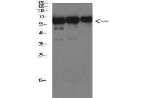 Western Blot analysis of Luciferase protein using Luciferase Monoclonal Antibody at dilution of 1:1000. (Luciferase antibody)