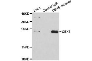 Immunoprecipitation analysis of 200ug extracts of HeLa cells using 1ug CBX5 antibody. (CBX5 antibody)