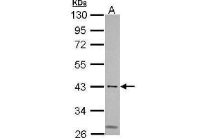 WB Image Sample (30 ug of whole cell lysate) A: 293T 10% SDS PAGE antibody diluted at 1:500 (MSL3 antibody  (Center))