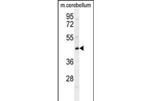 CYB5D2 Antibody (C-term) (ABIN655228 and ABIN2844834) western blot analysis in mouse cerebellum tissue lysates (35 μg/lane). (CYB5D2 antibody  (C-Term))
