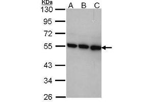 WB Image Sample (30 ug of whole cell lysate) A: A431 , B: H1299 C: Hela 10% SDS PAGE TRIP15antibody antibody diluted at 1:1000 (COPS2 antibody  (C-Term))