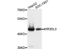 Western blot analysis of extracts of various cell lines, using KIR3DL3 antibody. (KIR3DL3 antibody)