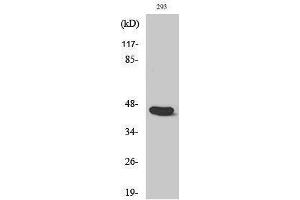 Western Blotting (WB) image for anti-Caspase 1 (CASP1) (Ser197) antibody (ABIN3183664) (Caspase 1 antibody  (Ser197))
