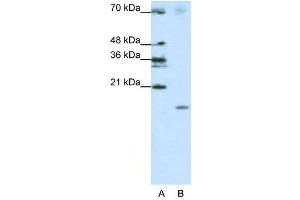 WB Suggested Anti-SRP19  Antibody Titration: 1. (SRP19 antibody  (Middle Region))