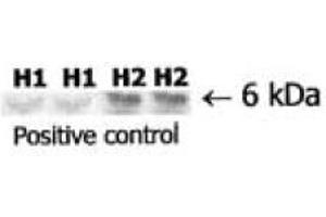 Immuno Blot analysis of Relaxin. (Relaxin 2 antibody)