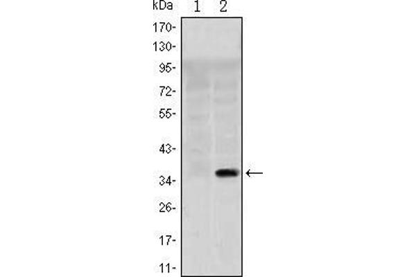 SLC22A1 antibody