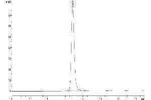 The purity of Human CTLA-4 is greater than 95 % as determined by SEC-HPLC. (CTLA4 Protein (AA 36-161) (Fc Tag))