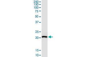 RPL29 MaxPab polyclonal antibody. (RPL29 antibody  (AA 1-157))