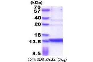 Small EDRK-Rich Factor 2 (SERF2) (AA 1-59) protein (His tag)