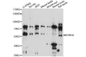 Western blot analysis of extracts of various cell lines, using KCNG4 antibody (ABIN6292513) at 1:3000 dilution. (KCNG4 antibody)