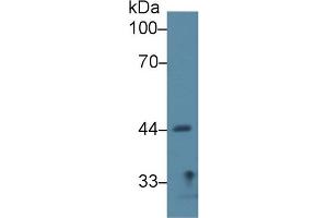 Western Blot; Sample: Rat Lung lysate; Primary Ab: 2µg/ml Rabbit Anti-Rat SIRT7 Antibody Second Ab: 0. (SIRT7 antibody  (AA 135-274))