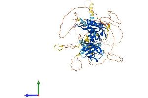 AlphaFold protein structure predicition of Mouse Recombinant Bmal1 Protein, UniprotID Q9WTL8
