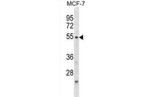 Western Blotting (WB) image for anti-Nuclear Factor, Interleukin 3 Regulated (NFIL3) antibody (ABIN2998925) (NFIL3 antibody)