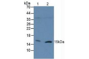 Western blot analysis of (1) Human 293T Cells and (2) Human Raji Cells.