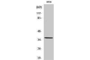 Western Blotting (WB) image for anti-Olfactory Receptor, Family 51, Subfamily T, Member 1 (OR51T1) (Internal Region) antibody (ABIN3186124) (OR51T1 antibody  (Internal Region))