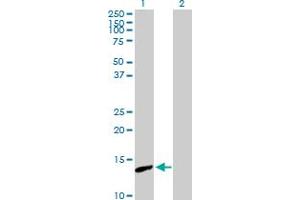 Western Blot analysis of PNCK expression in transfected 293T cell line by PNCK MaxPab polyclonal antibody.