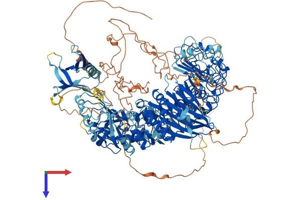 PHLPP2 Protein (AA 1-1323) (His tag)