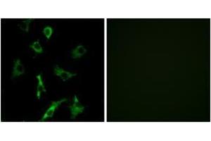 Immunofluorescence analysis of COS7 cells, using OR5B3 Antibody. (OR5B3 antibody  (AA 157-206))