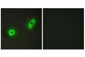 Immunofluorescence (IF) image for anti-Cdk5 and Abl Enzyme Substrate 2 (CABLES2) (Internal Region) antibody (ABIN1850210) (CABLES2 antibody  (Internal Region))