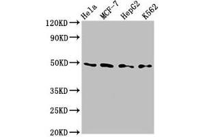 Western Blot Positive WB detected in: Hela whole cell lysate, MCF-7 whole cell lysate, HepG2 whole cell lysate, K562 whole cell lysate All lanes: TEAD4 antibody at 2. (TEAD4 antibody  (AA 74-434))