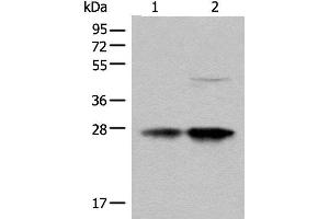 Western blot analysis of HL-60 and HEPG2 cell lysates using COA7 Polyclonal Antibody at dilution of 1:550 (C1orf163 antibody)