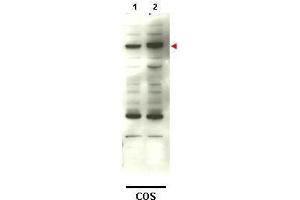 Western blot using  affinity purified anti-SMAD4 to detect over-expressed SMAD4 in transfected COS cells (lane 2). (SMAD4 antibody)