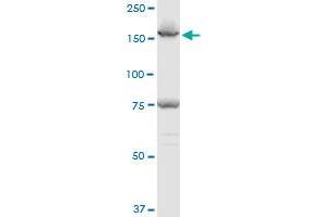 EEA1 polyclonal antibody (A01), Lot # 060717JCS1. (EEA1 antibody  (AA 1312-1411))