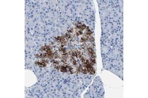 Immunohistochemical staining (Formalin-fixed paraffin-embedded sections) of human pancreas with PTPRN polyclonal antibody  shows strong cytoplasmic positivity in islet cells at 1:200-1:500 dilution. (PTPRN antibody)