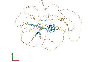 AlphaFold protein structure predicition of Mouse Recombinant Srrm1 Protein, UniprotID Q52KI8