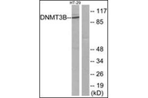 Western blot analysis of extracts from HT-29 cells, using DNMT3B Antibody.
