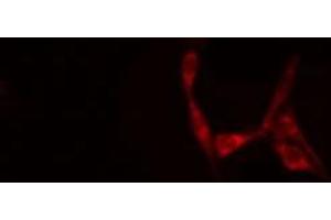 ABIN6277707 staining Hela cells by IF/ICC. (SH3G2 antibody  (Internal Region))