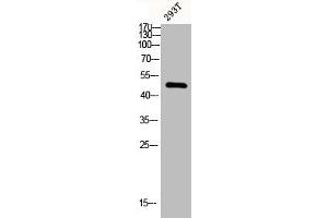 Western blot analysis of 293T lysis using ChemR23 antibody. (CMKLR1 antibody  (Internal Region))