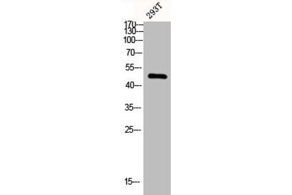 CMKLR1 antibody  (Internal Region)