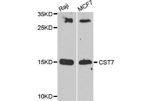 Western blot analysis of extract of Raji and MCCF7 cells, using CST7 antibody.