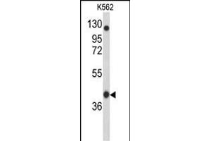 Western blot analysis of OBEC3F Antibody (N-term) 9176a in K562 cell line lysates (35 μg/lane). (APOBEC3F antibody  (N-Term))