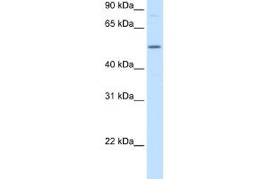 WB Suggested Anti-BHMT Antibody  Titration: 2. (BHMT antibody  (N-Term))