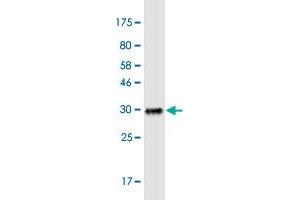 Western Blot detection against Immunogen (32. (SLC15A3 antibody  (AA 254-311))