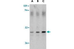 Western blot analysis of CASP1 in HeLa cell lysate with CASP1 polyclonal antibody  at (A) 0. (Caspase 1 antibody  (Internal Region))